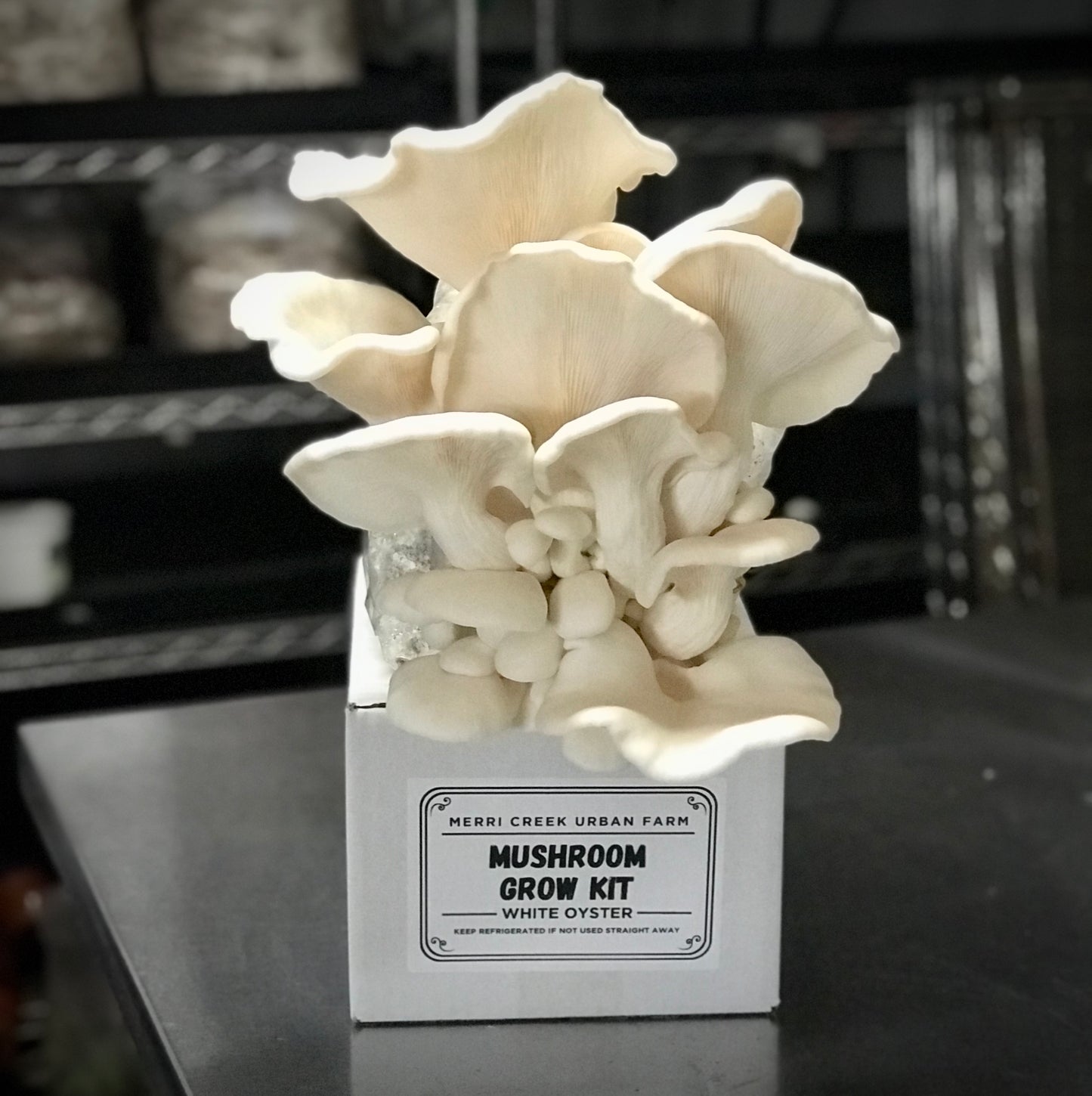 White Oyster Mushroom Grow Kit - made in Melbourne