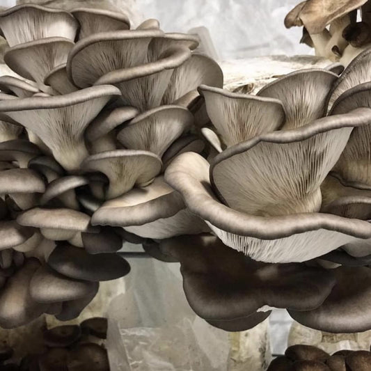 King Blue Oyster Mushroom Grow Kit - made in Melbourne