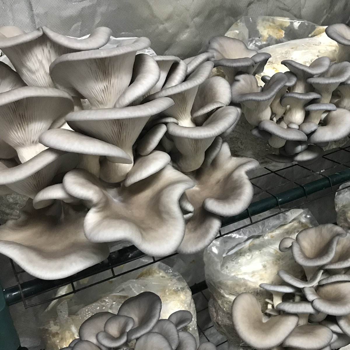 King Blue Oyster Mushroom Grow Kit - made in Melbourne