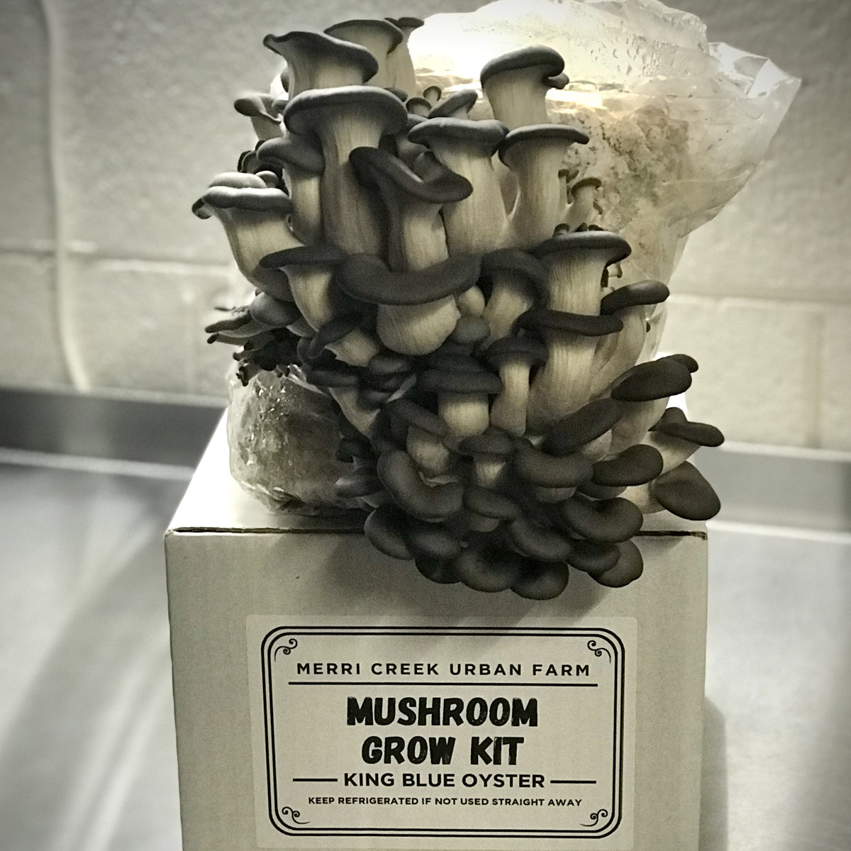 King Blue Oyster Mushroom Grow Kit - made in Melbourne