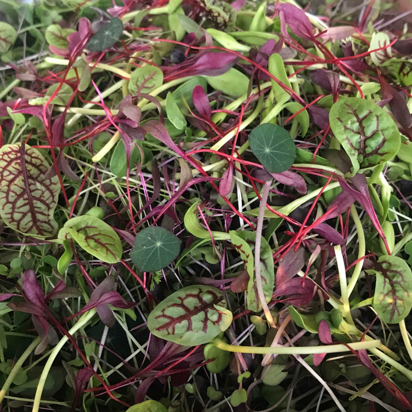 Premium Mixed Mushroom and Micro Salad Bundle