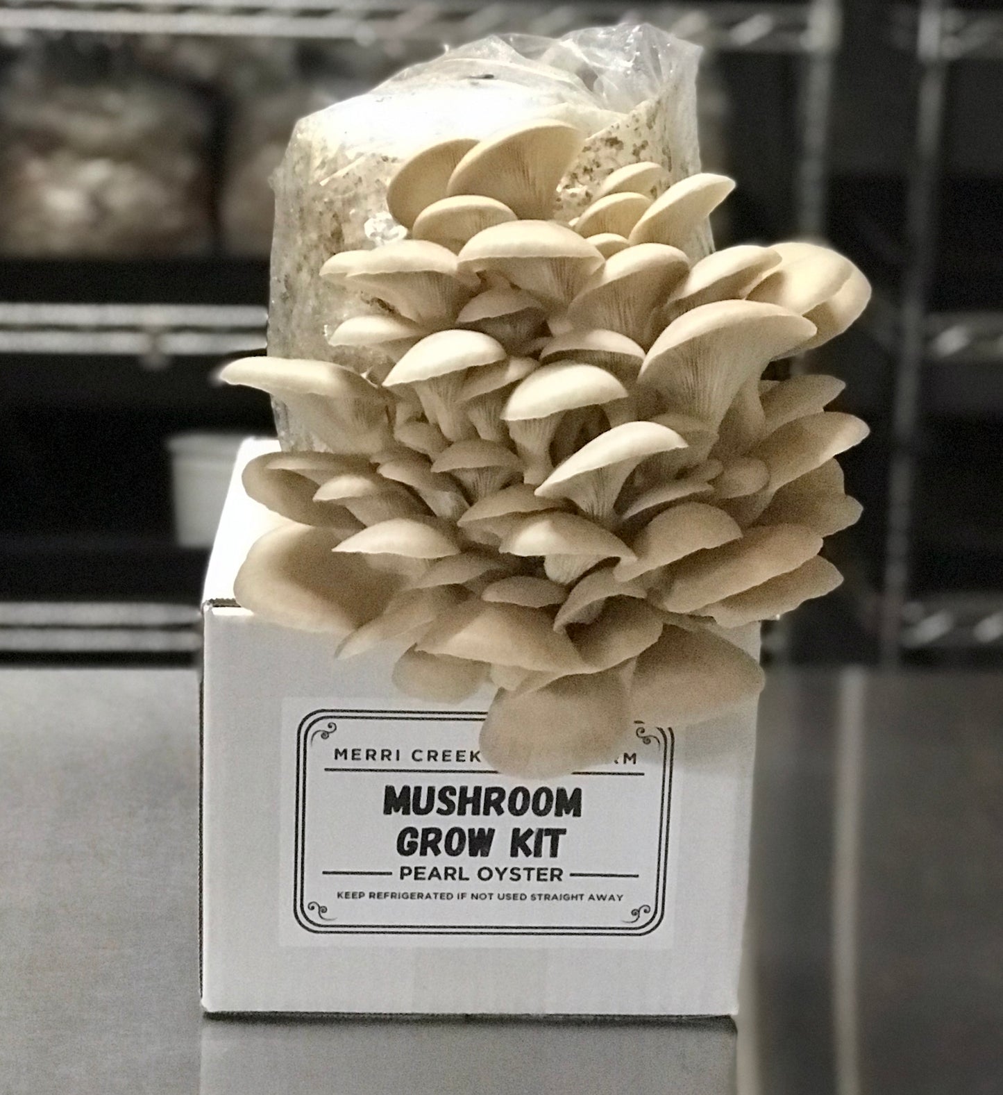 Pearl Oyster Mushroom Grow Kit - made in Melbourne