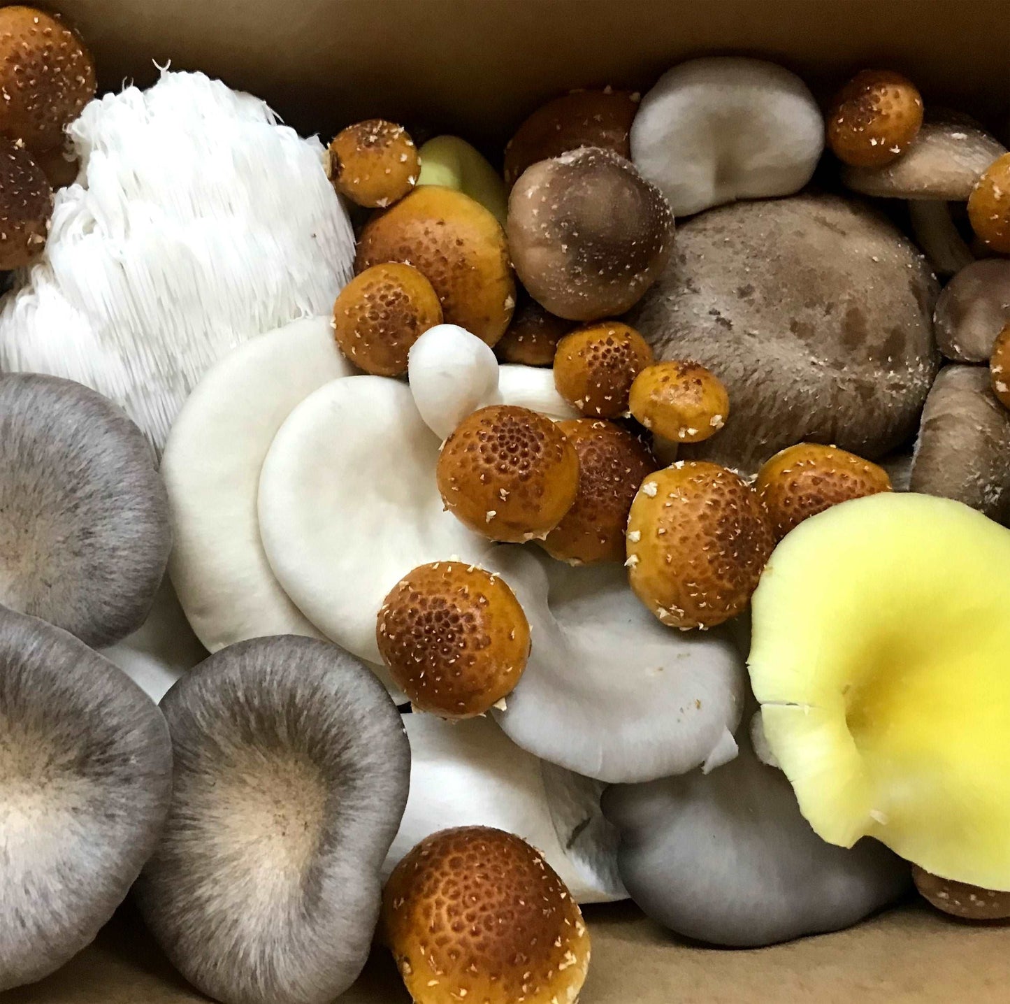 Premium Mixed Mushroom and Micro Salad Bundle