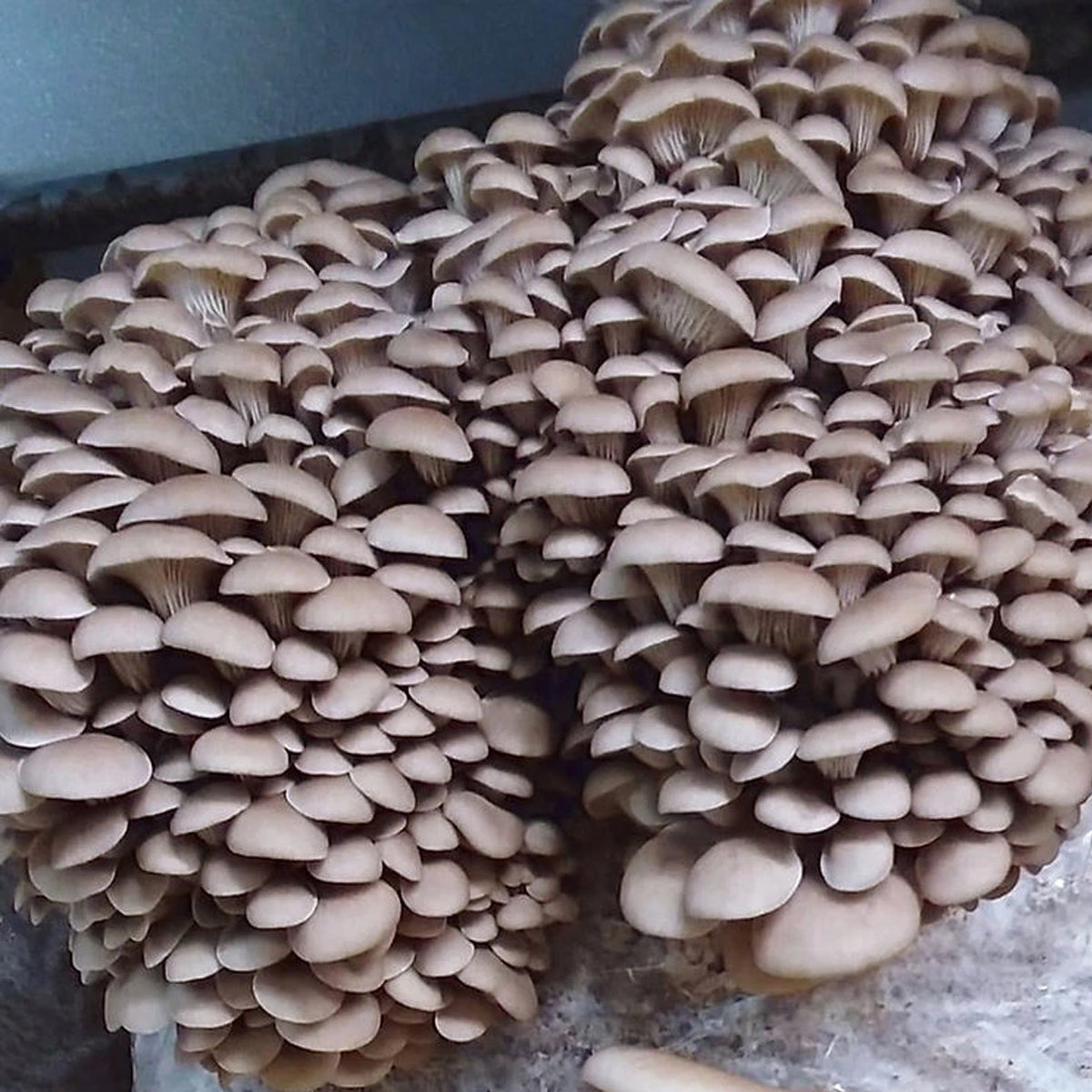 Pearl Oyster Mushroom Grow Kit - made in Melbourne