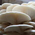 White Oyster Mushroom Grow Kit - made in Melbourne