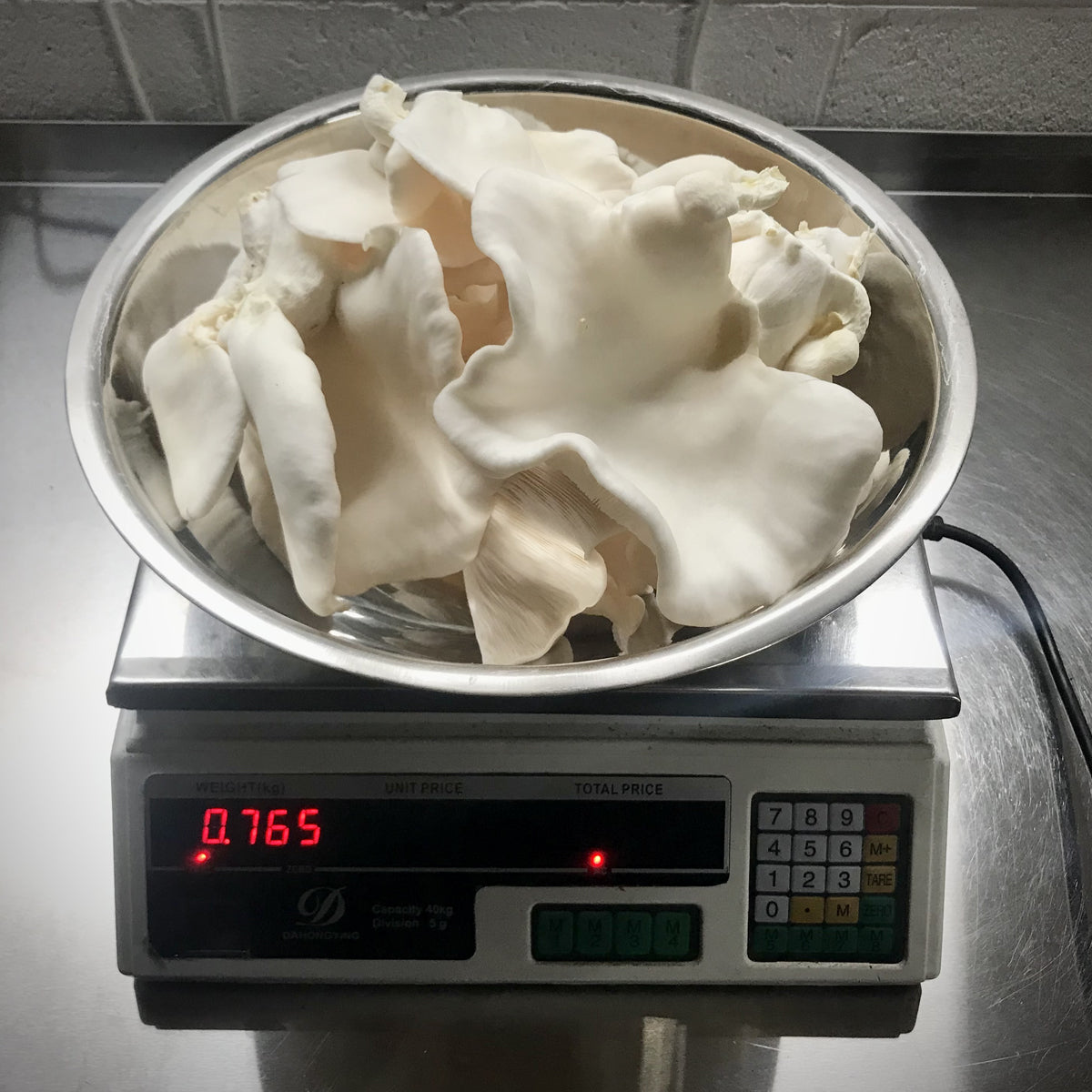 White Oyster Mushroom Grow Kit - made in Melbourne