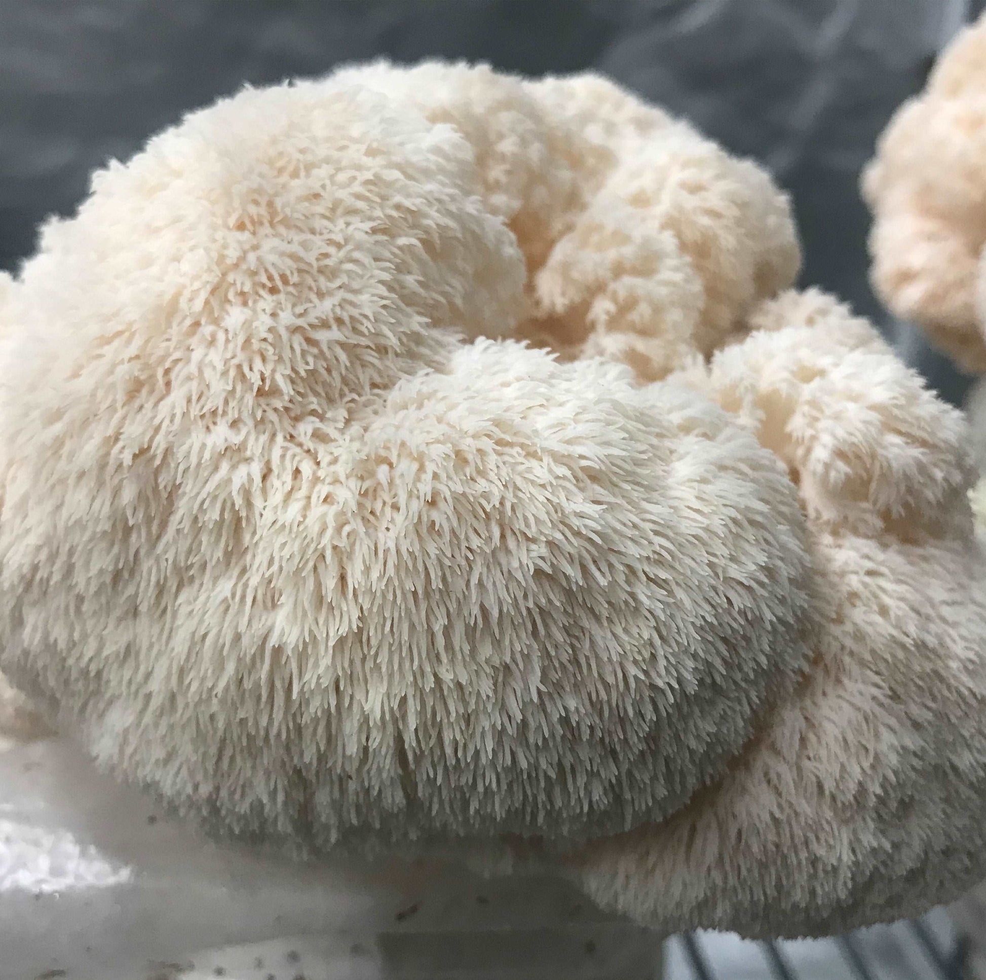 Lions Mane Mushrooms buy Locally Brunswick Melbourne