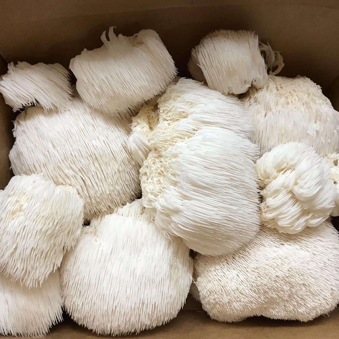 Lions Mane Mushrooms where to buy Melbourne