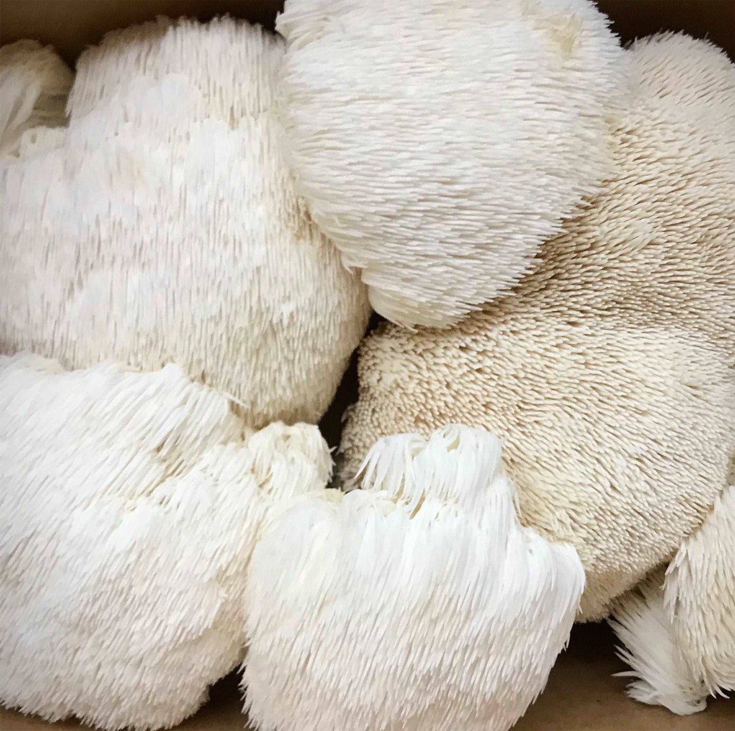 Lion's Mane Mushrooms Home Delivery