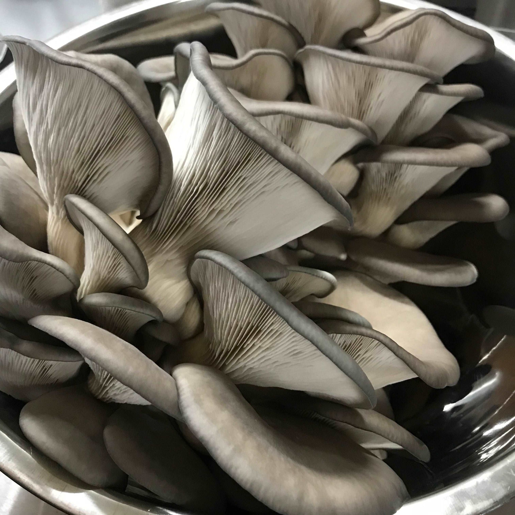 Oyster Mushrooms - grown locally