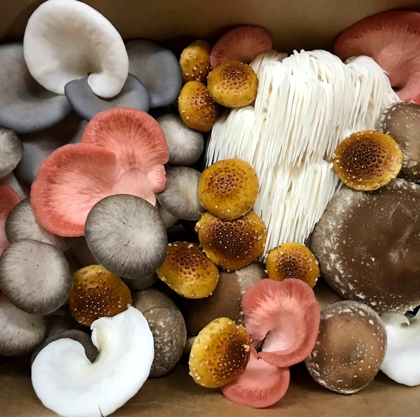 Premium, gourmet, and exotic mushrooms are grown locally in Melbourne and delivered to your door.