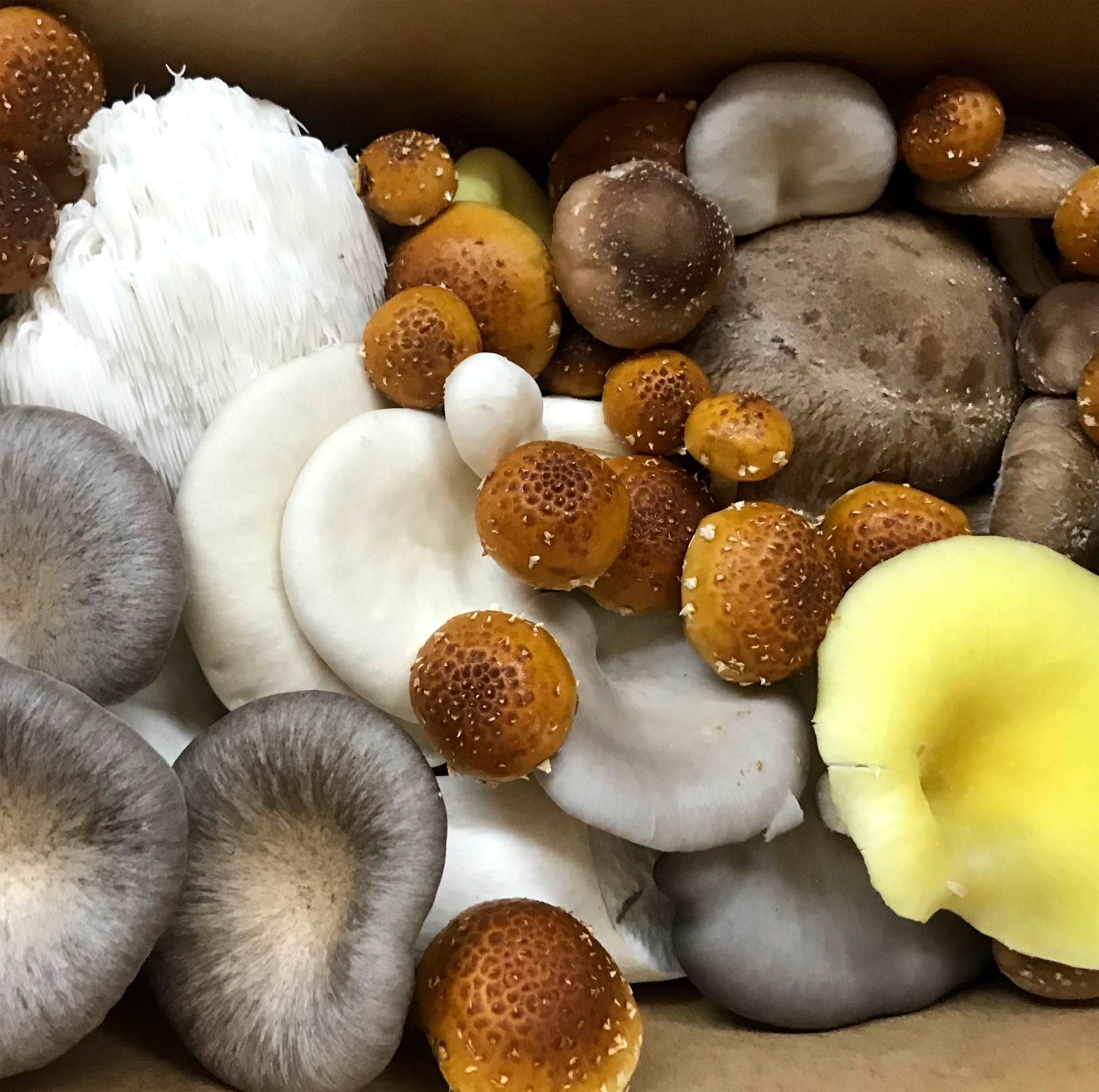 Premium, gourmet, and exotic mushrooms are grown locally in Melbourne Australia and delivered to your door.