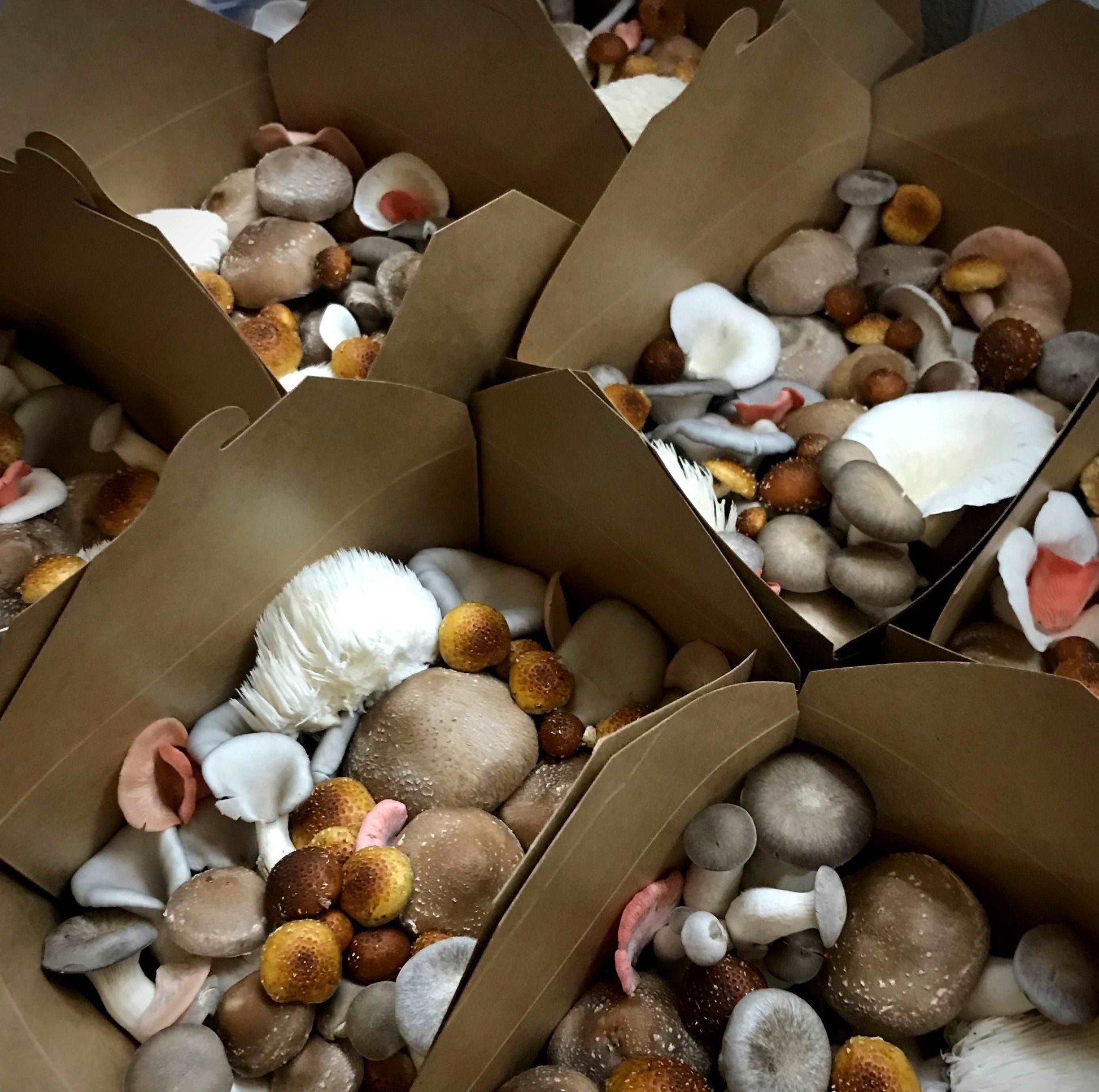 Premium, gourmet, and exotic mushrooms are grown locally in Melbourne and delivered to your door.