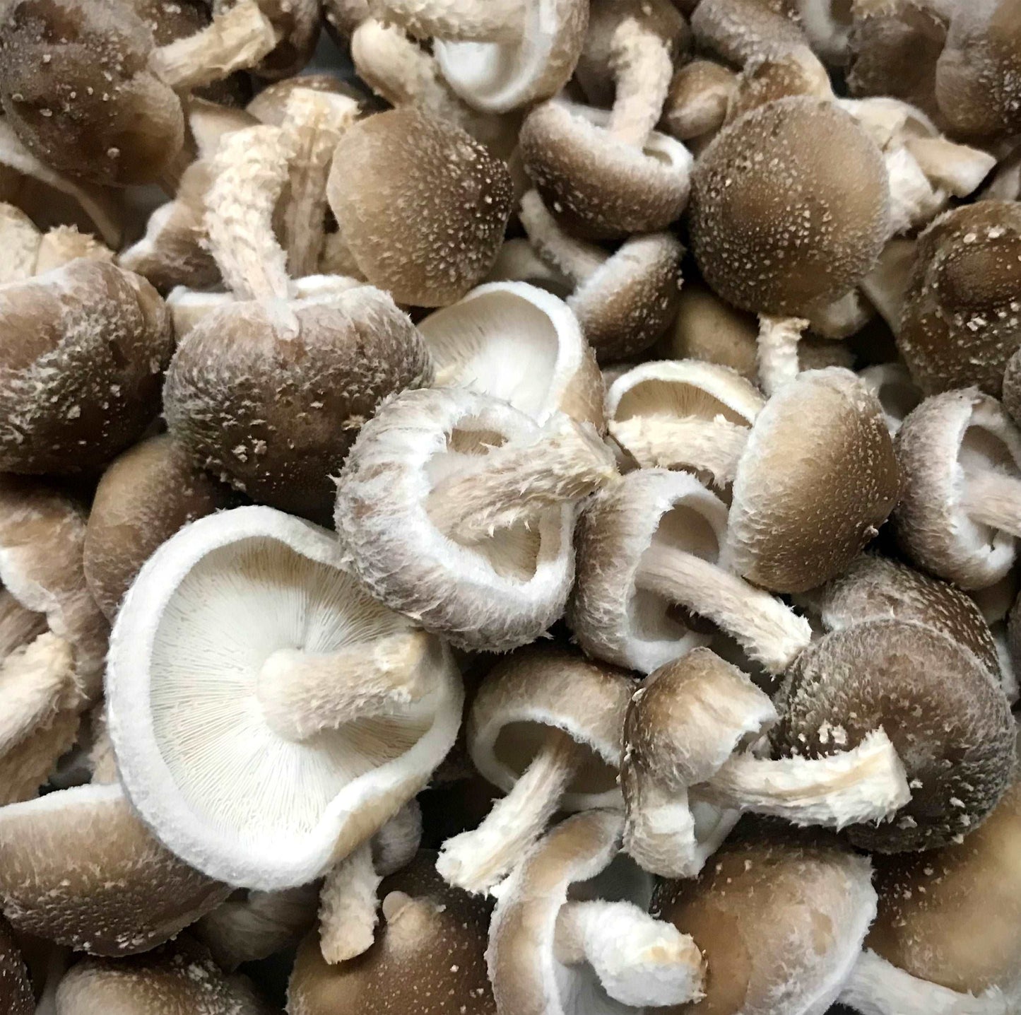 Shiitake - Looking for fresh, locally-grown Shiitake mushrooms in Melbourne's Brunswick area? Look no further than our delivery service!