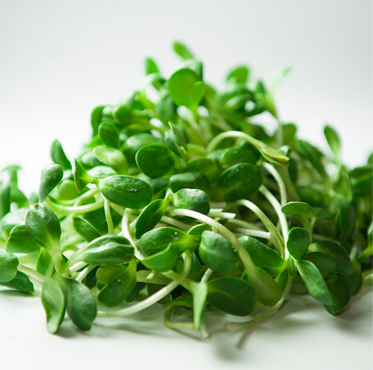 Sunflower microgreens are packed with essential nutrients and are a popular choice for adding freshness and texture to salads, sandwiches, and various culinary creations.